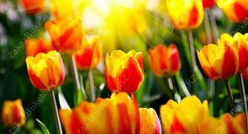 Тюльпан: символ симпатии и преданности
