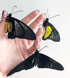 Экзотические бабочки в ассортименте