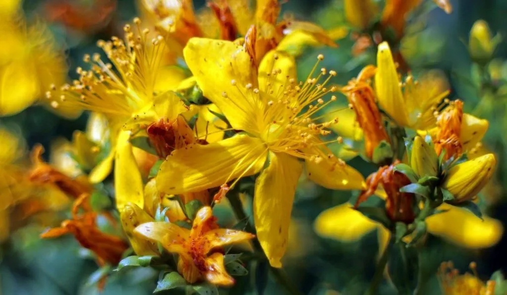 Желтые цветы гиперикума