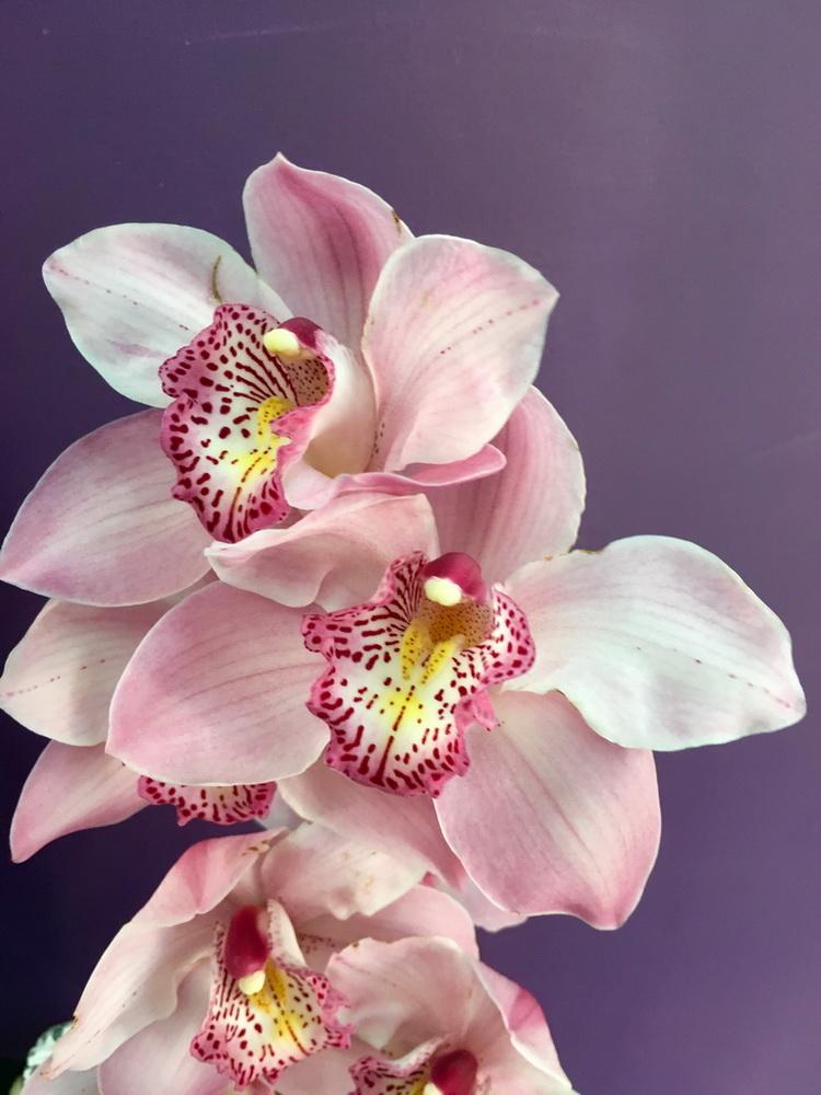 Орхидея цимбидиум (Голландия) - соберите букет