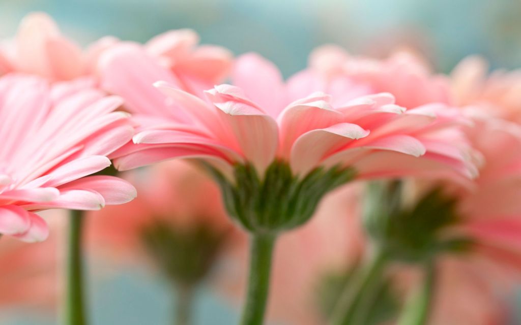 Цветы герберы с розовыми лепестками