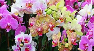 Орхидея: божественный символ гармонии и совершенства