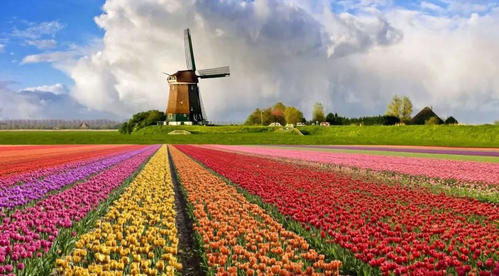 Поле тюльпанов в Голландии