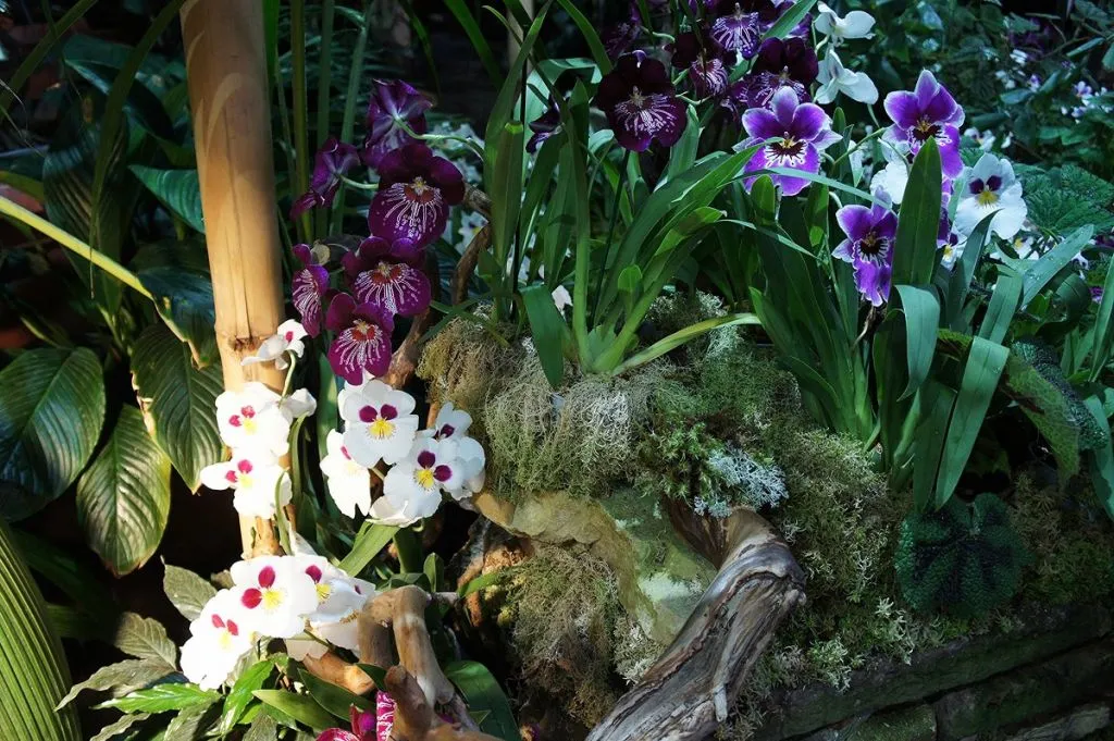 Цветение орхидеи в природе